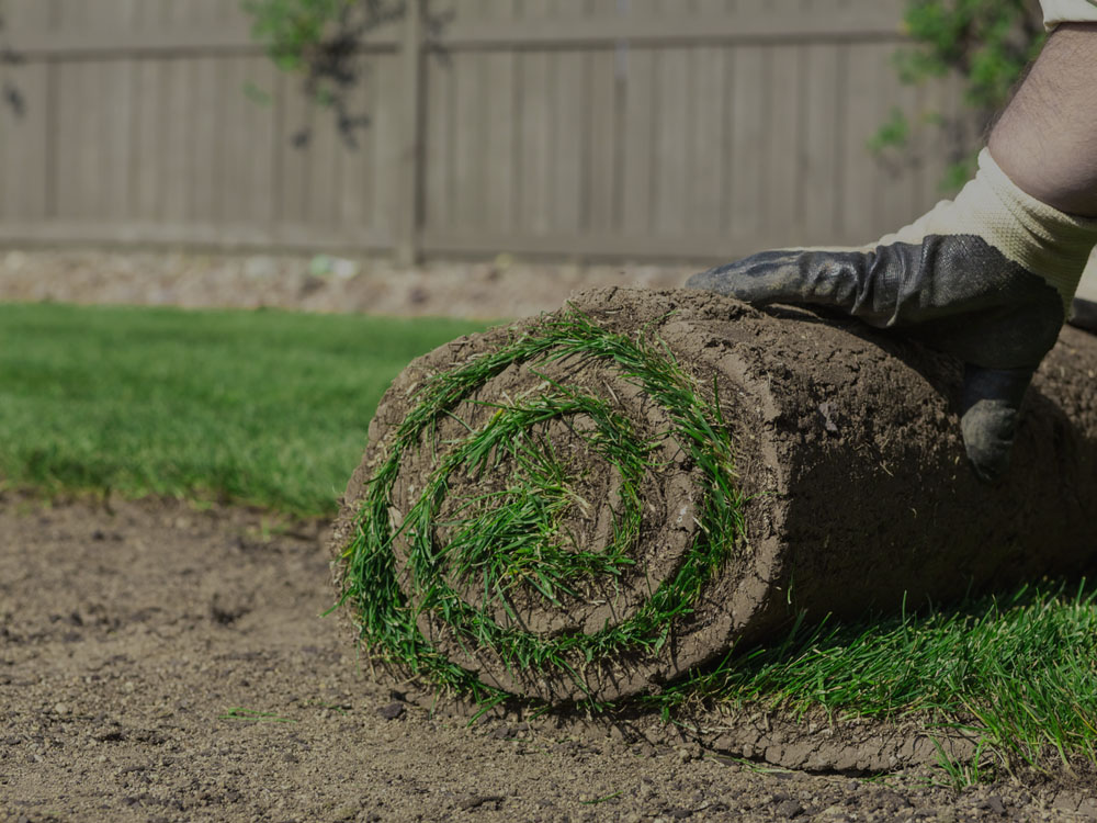 Sod Installation